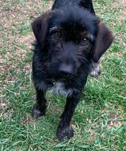 DOBI, Hund, Mischlingshund in Ungarn - Bild 1