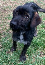 DOBI, Hund, Mischlingshund in Ungarn - Bild 2