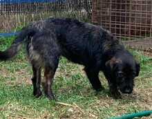 DOBI, Hund, Mischlingshund in Ungarn - Bild 3