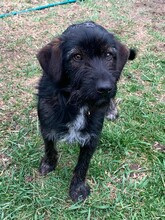 DOBI, Hund, Mischlingshund in Ungarn - Bild 4