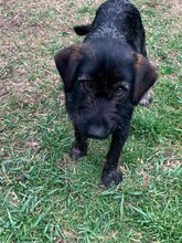 DOBI, Hund, Mischlingshund in Ungarn - Bild 5