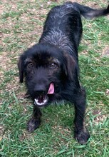 DOBI, Hund, Mischlingshund in Ungarn - Bild 6