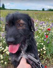 DOBI, Hund, Mischlingshund in Ungarn - Bild 7