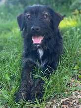 DOBI, Hund, Mischlingshund in Schwanewede