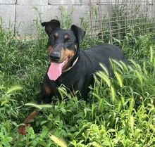 FIBI, Hund, Dobermann in Ungarn - Bild 1