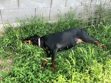 FIBI, Hund, Dobermann in Ungarn - Bild 2