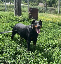 FIBI, Hund, Dobermann in Ungarn - Bild 3