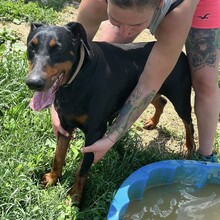 FIBI, Hund, Dobermann in Ungarn - Bild 4