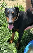 FIBI, Hund, Dobermann in Ungarn - Bild 6