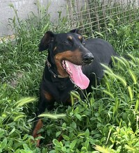 FIBI, Hund, Dobermann in Ungarn - Bild 7