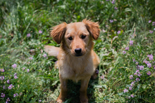 CHIPNR245245, Hund, Mischlingshund in Kroatien - Bild 1