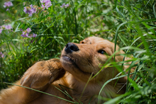 CHIPNR245245, Hund, Mischlingshund in Kroatien - Bild 2