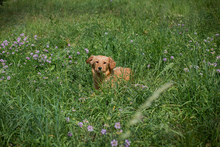 CHIPNR245245, Hund, Mischlingshund in Kroatien - Bild 3