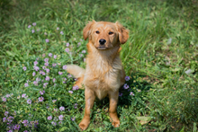 CHIPNR245245, Hund, Mischlingshund in Kroatien - Bild 4