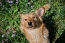 CHIPNR245245, Hund, Mischlingshund in Kroatien - Bild 5