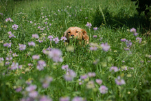 CHIPNR245245, Hund, Mischlingshund in Kroatien - Bild 6