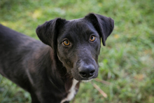 CHIPNR245854, Hund, Mischlingshund in Kroatien - Bild 1