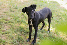 CHIPNR245854, Hund, Mischlingshund in Kroatien - Bild 2