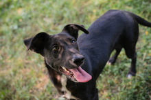 CHIPNR245854, Hund, Mischlingshund in Kroatien - Bild 3