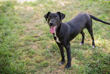 CHIPNR245854, Hund, Mischlingshund in Kroatien - Bild 4