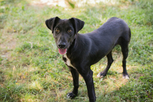 CHIPNR245854, Hund, Mischlingshund in Kroatien - Bild 5