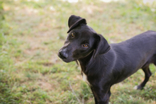CHIPNR245854, Hund, Mischlingshund in Kroatien - Bild 6