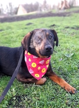 CUKI, Hund, Mischlingshund in Krailling - Bild 1