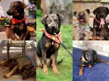 CUKI, Hund, Mischlingshund in Krailling - Bild 2