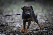 CUKI, Hund, Mischlingshund in Krailling - Bild 3