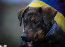CUKI, Hund, Mischlingshund in Krailling - Bild 4