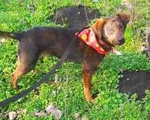 CUKI, Hund, Mischlingshund in Krailling - Bild 5