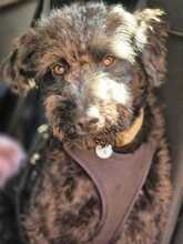 LITTLEPEPE, Hund, Pumi in Melle - Bild 1