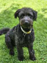 LITTLEPEPE, Hund, Pumi in Melle - Bild 2