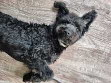 LITTLEPEPE, Hund, Pumi in Melle - Bild 3