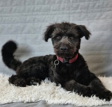 LITTLEPEPE, Hund, Pumi in Melle - Bild 4