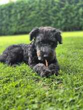 LITTLEPEPE, Hund, Pumi in Melle - Bild 5