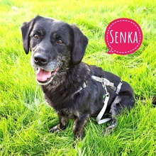 SENKA, Hund, Dackel-Labrador in Bingen - Bild 1