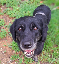 SENKA, Hund, Dackel-Labrador in Bingen - Bild 10