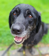 SENKA, Hund, Dackel-Labrador in Bingen - Bild 11