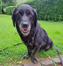 SENKA, Hund, Dackel-Labrador in Bingen - Bild 12