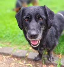 SENKA, Hund, Dackel-Labrador in Bingen - Bild 13