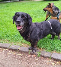 SENKA, Hund, Dackel-Labrador in Bingen - Bild 14