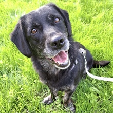 SENKA, Hund, Dackel-Labrador in Bingen - Bild 2