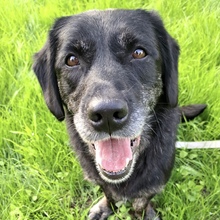 SENKA, Hund, Dackel-Labrador in Bingen - Bild 3