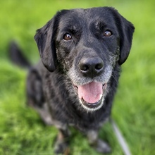 SENKA, Hund, Dackel-Labrador in Bingen - Bild 4