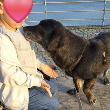 SENKA, Hund, Dackel-Labrador in Bingen - Bild 5
