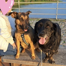 SENKA, Hund, Dackel-Labrador in Bingen - Bild 6