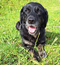 SENKA, Hund, Dackel-Labrador in Bingen - Bild 7