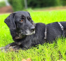 SENKA, Hund, Dackel-Labrador in Bingen - Bild 8
