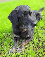 SENKA, Hund, Dackel-Labrador in Bingen - Bild 9